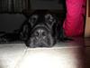 Flat coated retriever flappy