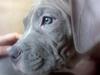 Amerikansk staffordshire terrier Nellie
