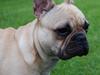 Fransk bulldog Milo