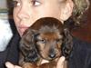 Dværggravhund Miss Celina "cille"