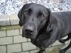 Labrador retriever Sweetwater's Bufftown DØD