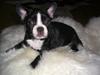 Fransk bulldog Chilla