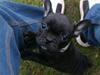 Fransk bulldog Thorkild
