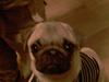 Mops Manse