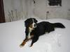 Berner sennenhund Jessica v.d. Visselquelle