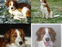 Kooikerhondje Mikki