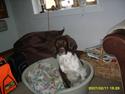 Field spaniel spif<3 ( nye billeder )