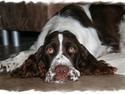 Engelsk springer spaniel Monty