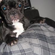 Fransk bulldog LaVida