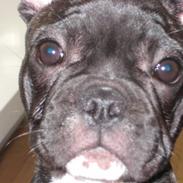 Fransk bulldog LaVida
