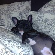 Fransk bulldog LaVida