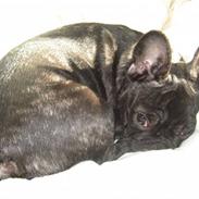 Fransk bulldog LaVida