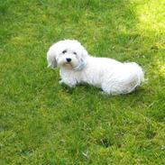 Bichon havanais William