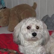 Bichon havanais William
