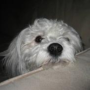 Bichon havanais William