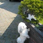 Bichon havanais William