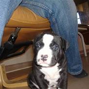 Amerikansk staffordshire terrier *¤ tyson ¤*