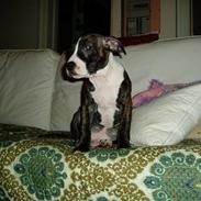 Amerikansk staffordshire terrier limon