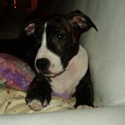 Amerikansk staffordshire terrier limon