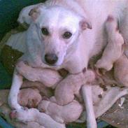 Blanding af racer Mille