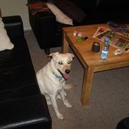 Blanding af racer Mille