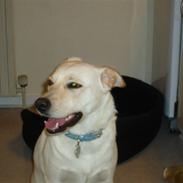 Blanding af racer Mille