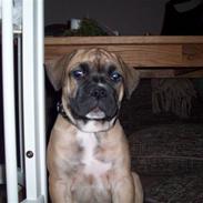 Blanding af racer ***kenzo*** 