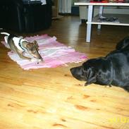 Blanding af racer sif