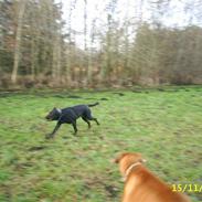 Blanding af racer sif