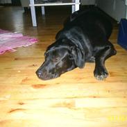 Blanding af racer sif