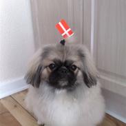Pekingeser basse