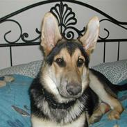 Schæferhund rollo rip 2012