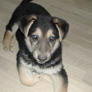 Schæferhund rollo rip 2012