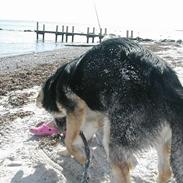 Schæferhund rollo rip 2012