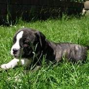 Amerikansk staffordshire terrier Gangster