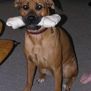 Blanding af racer Freya