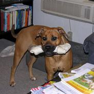 Blanding af racer Freya