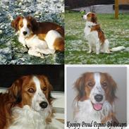 Kooikerhondje Mikki