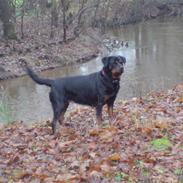 Rottweiler Akeela