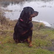 Rottweiler Akeela