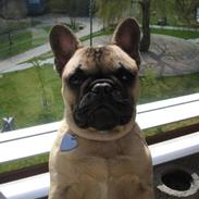 Fransk bulldog Sultan
