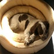 Field Trial spaniel Zenta