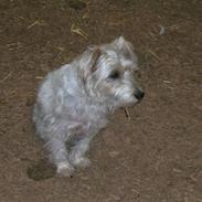 Jack russell terrier Rollo *R.I.P*