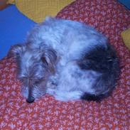 Jack russell terrier Rollo *R.I.P*