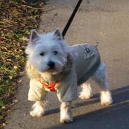 West highland white terrier Maggie