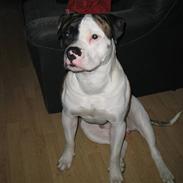 Amerikansk bulldog Amazing Kenzo