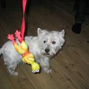 West highland white terrier Maggie