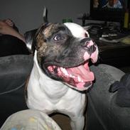 Amerikansk bulldog Amazing Kenzo