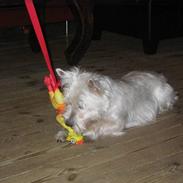 West highland white terrier Maggie