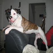 Amerikansk bulldog Amazing Kenzo